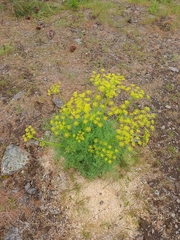 Lomatium papilioniferum