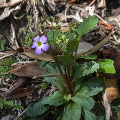 Primula scapigera