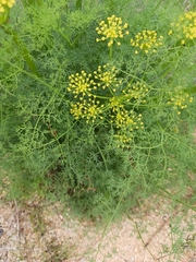 Lomatium papilioniferum