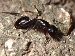 Camponotus laevigatus