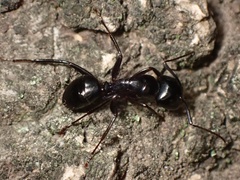Camponotus laevigatus