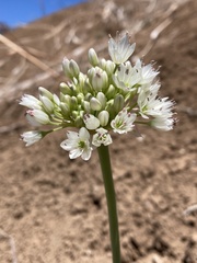Allium howellii clokeyi