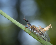 Phaeostigma