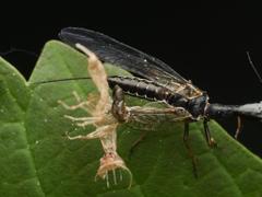 Phaeostigma