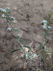 Oreocarya suffruticosa