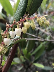 Comarostaphylis diversifolia