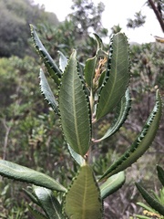 Comarostaphylis diversifolia