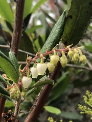 Comarostaphylis diversifolia