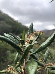 Comarostaphylis diversifolia