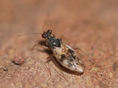 Patapius spinosus