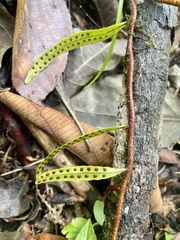 Pleopeltis polylepis