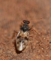 Patapius spinosus