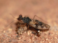 Patapius spinosus
