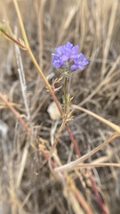 Gilia capitata staminea