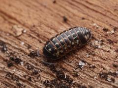 Armadillidium pulchellum