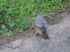 Turdus migratorius