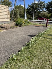 Passer montanus saturatus