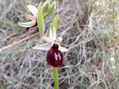 Ophrys exaltata