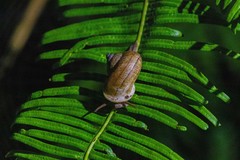 Cyclophorus punctatus