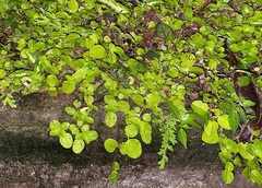 Pilea nummulariifolia