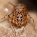 Arañas Escupidoras - Photo (c) Toby (he/him), algunos derechos reservados (CC BY), subido por Toby (he/him)
