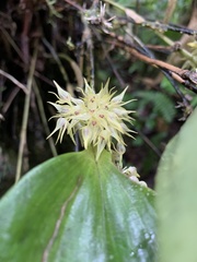 Pleurothallis ruscifolia