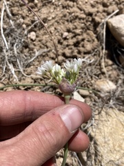 Allium howellii clokeyi