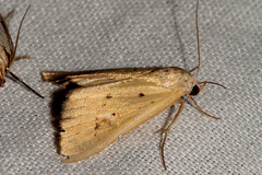 Phytometra laevis