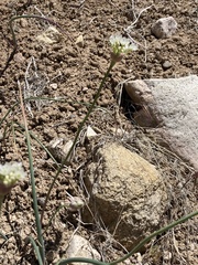 Allium howellii clokeyi