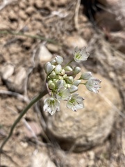 Allium howellii clokeyi