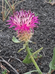 Centaurea sphaerocephala