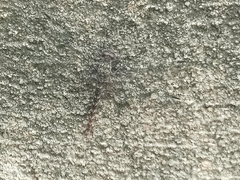 Bradinopyga strachani