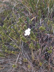 Veronica macrantha brachyphylla