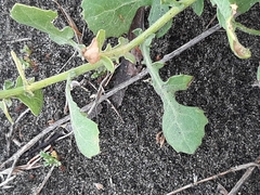 Centaurea sphaerocephala