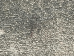 Bradinopyga strachani