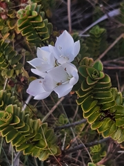Veronica macrantha brachyphylla