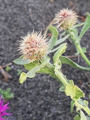 Centaurea sphaerocephala