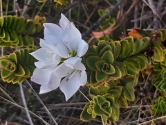 Veronica macrantha brachyphylla