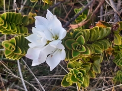 Veronica macrantha brachyphylla