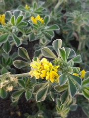 Medicago marina
