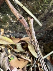 Anolis capito
