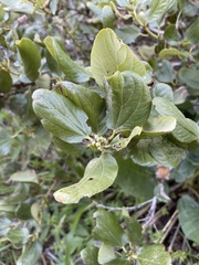 Ceanothus velutinus velutinus