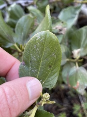 Ceanothus velutinus velutinus