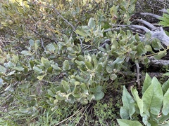 Ceanothus velutinus velutinus