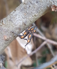 Rhinotia plagiata
