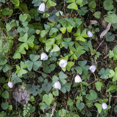 Oxalis griffithii
