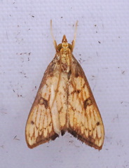 Anarmodia
