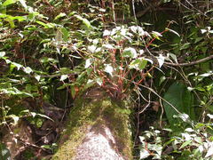 Begonia sutherlandii image