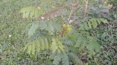 Cenostigma pluviosum