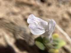Acanthomintha obovata cordata